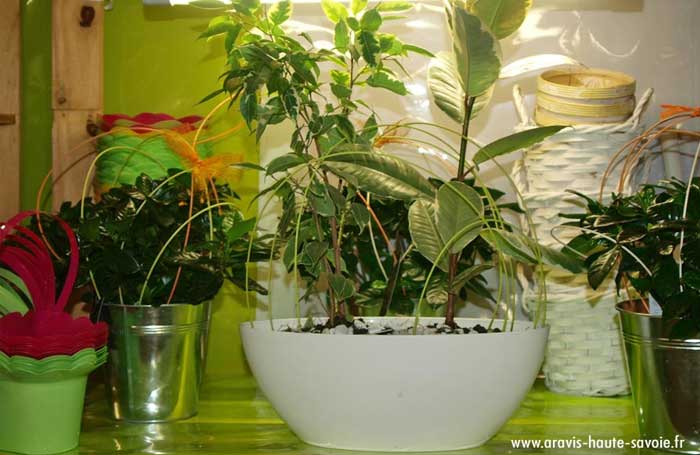 artisan fleuriste décoration intérieur par les plantes