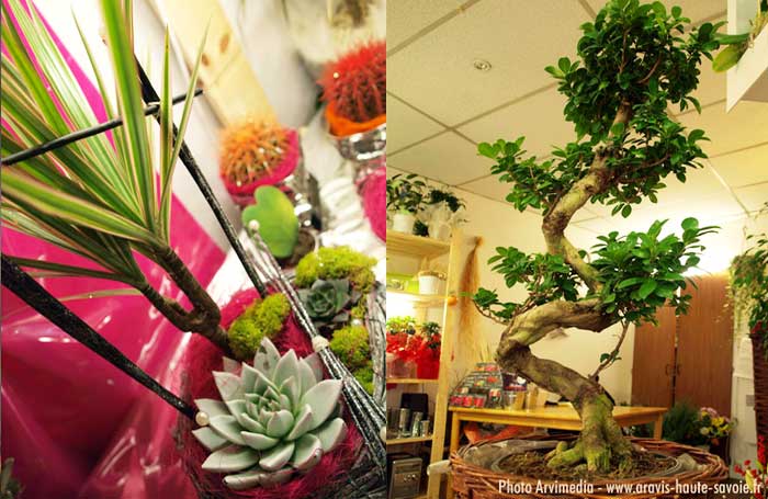 Grand choix de bonzaï et plante d'appartement