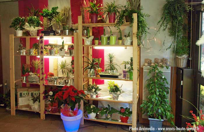 Plantes vertes, plantes d'intérieur, plantes exotiques